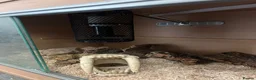 Snake reptiles for sale: Western Hognose with full Setup - Advert 4