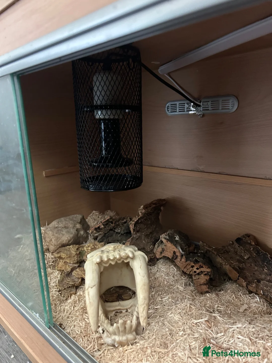 Snake reptiles for sale: Western Hognose with full Setup - Advert 4