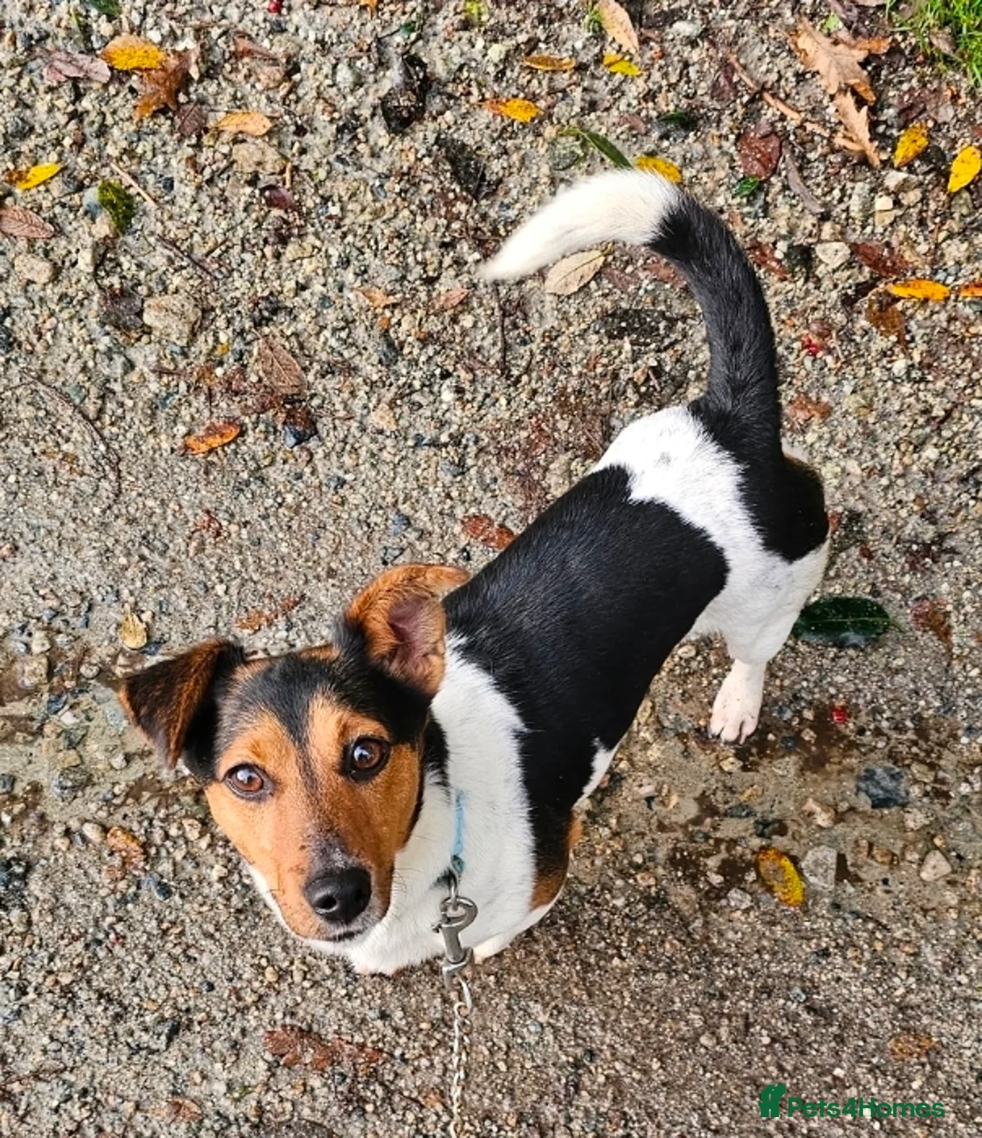 Jack Russell dogs for sale: Shiloh - Advert 2