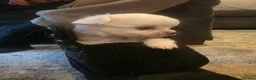 Chihuahua dogs for sale: Adorable Tiny Chihuahua Puppies Ready Soon - Advert 10