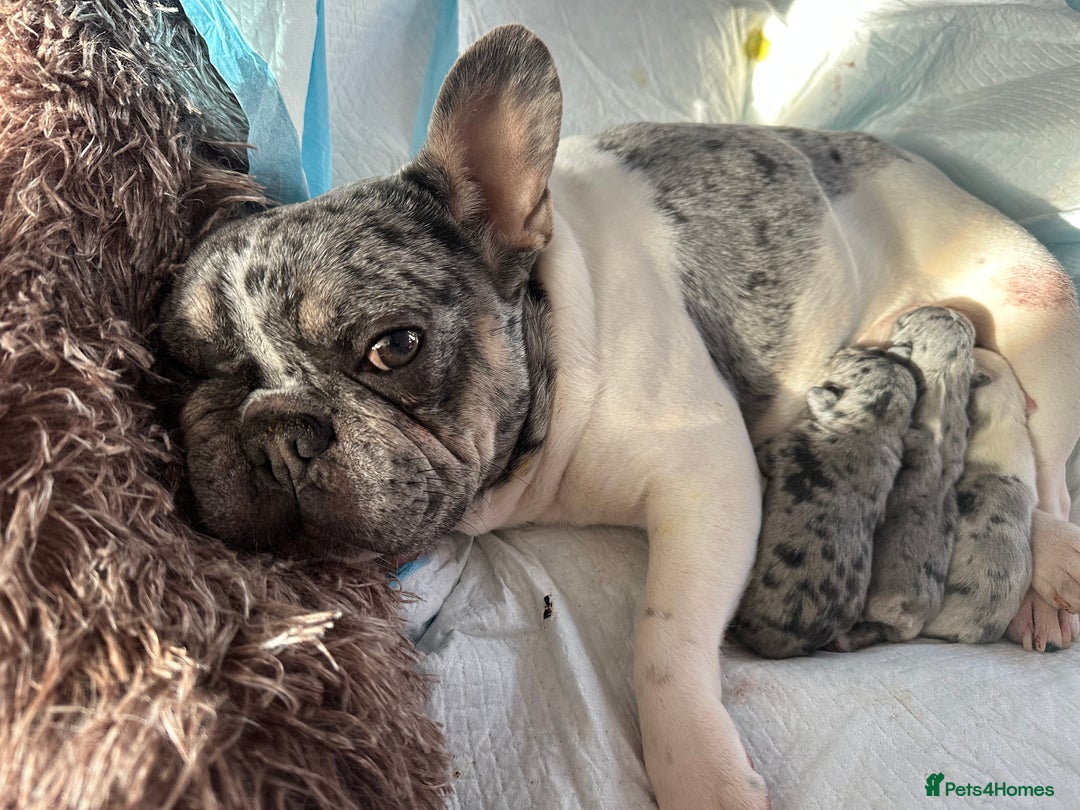 French Bulldog dogs for sale: French puppy  - Advert 10