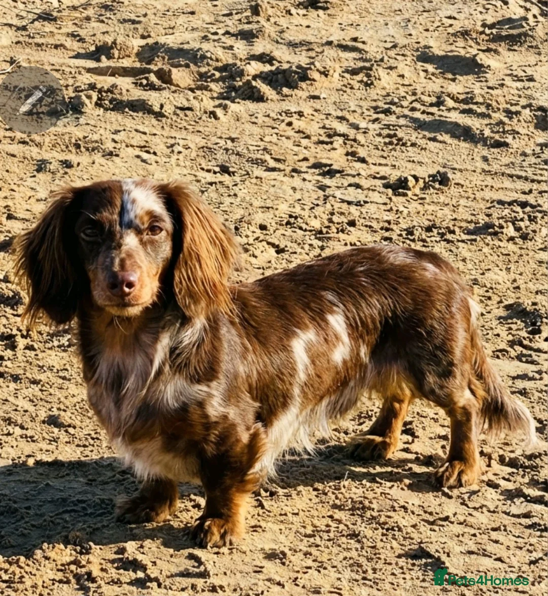 Miniature Dachshund dogs for stud: ⭐️STUNNING KC REG CHOCOLATE DAPPLE STUD⭐️ - Advert 4