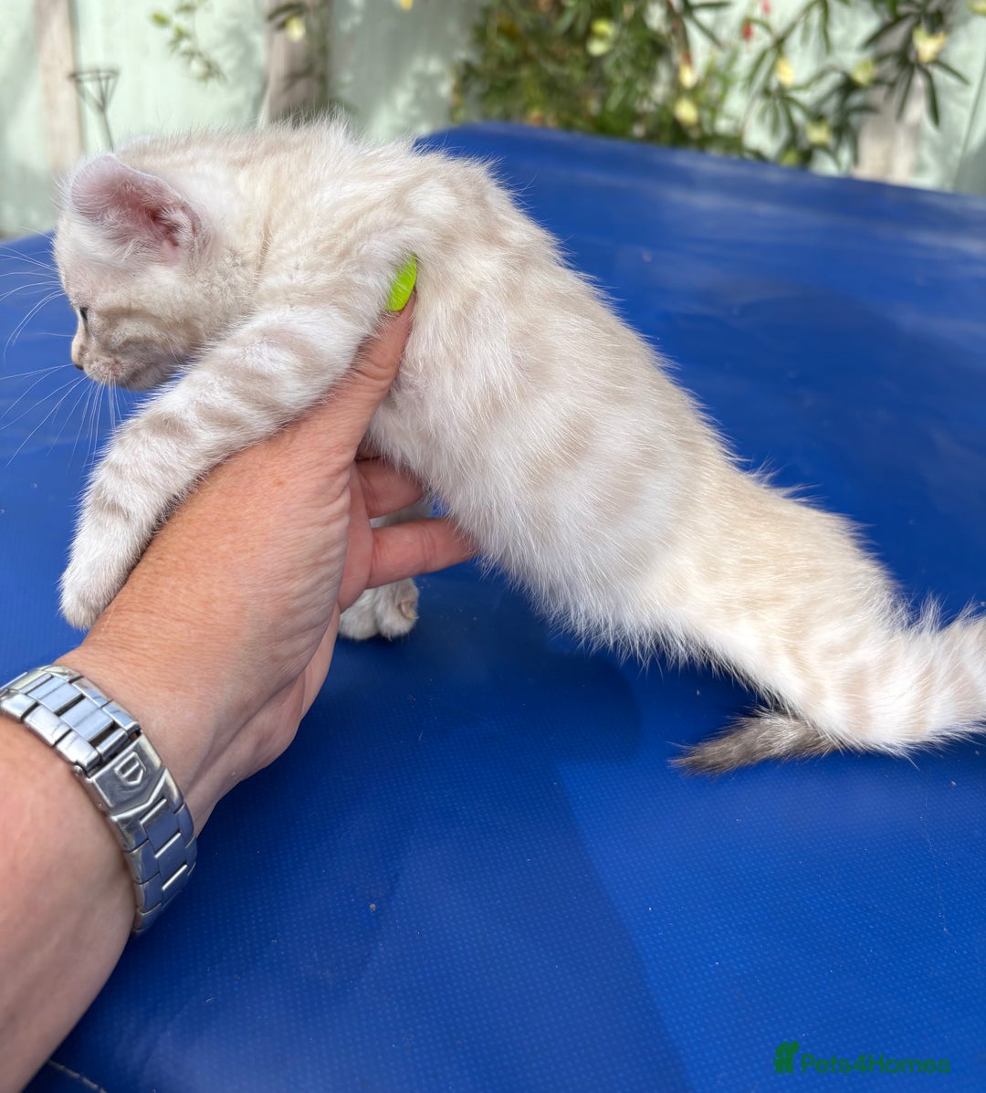 Keetso cats for sale: Gob smacking curled eared polydactyl male  - Image 14