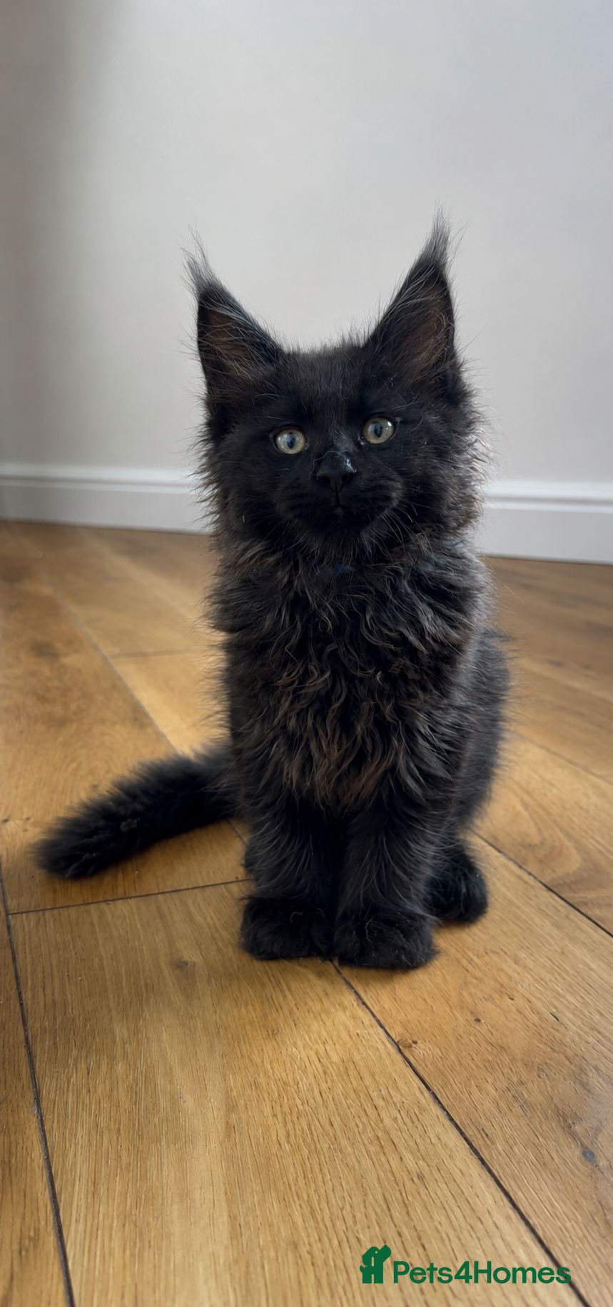 Maine Coon cats Maine Coon Kittens Russian & European Champ Lines - Advert 2