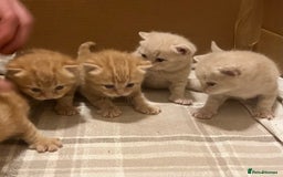 British Shorthair cats for sale: Rare colors British Shorthair kittens - Image 5