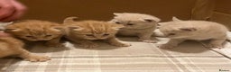 British Shorthair cats for sale: Rare colors British Shorthair kittens - Advert 7