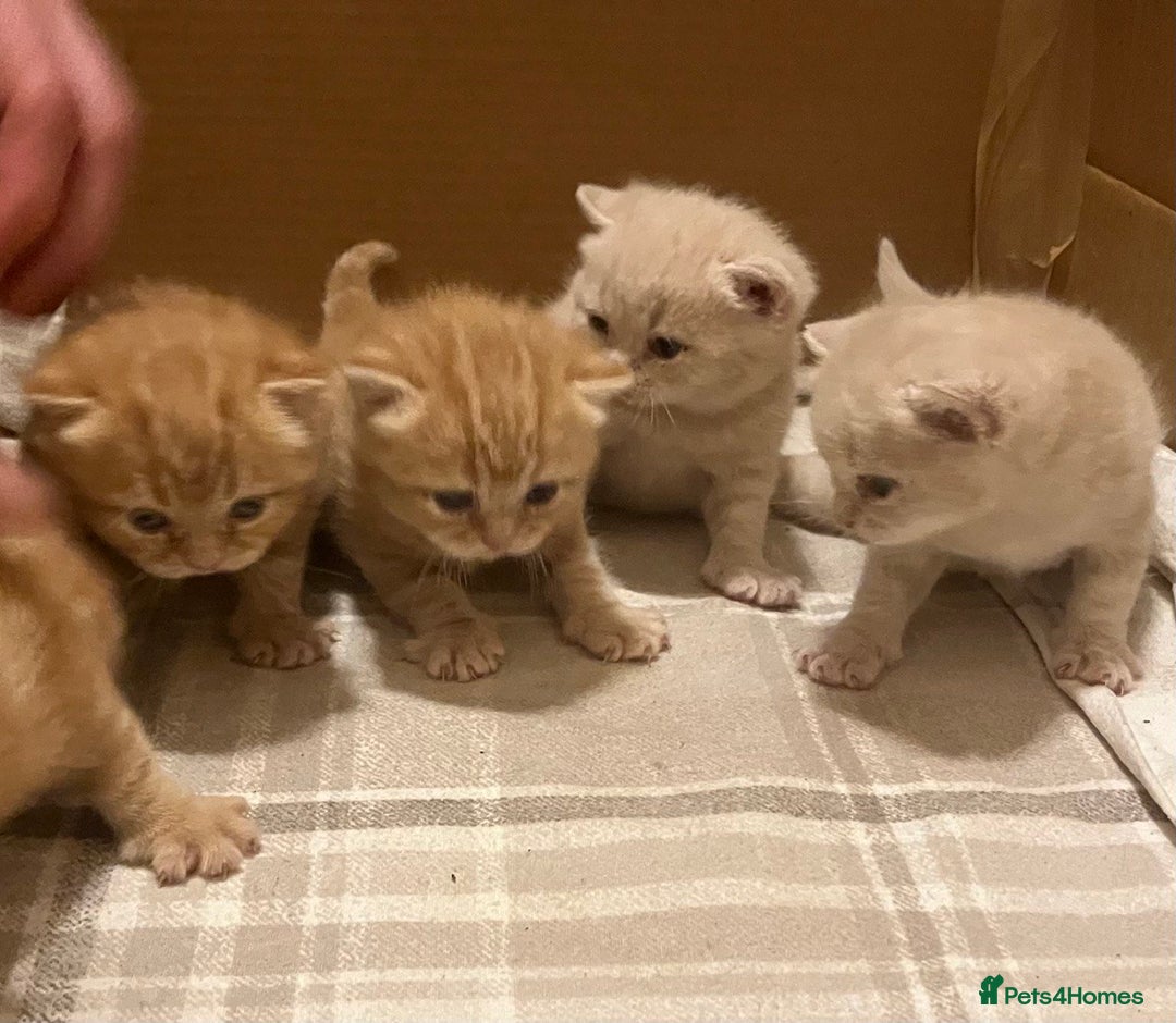 British Shorthair cats for sale: Rare colors British Shorthair kittens - Image 5