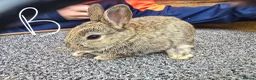 Mixed Breed rabbits for sale: Mixed breed rabbits  in Middlesbrough - Advert 7