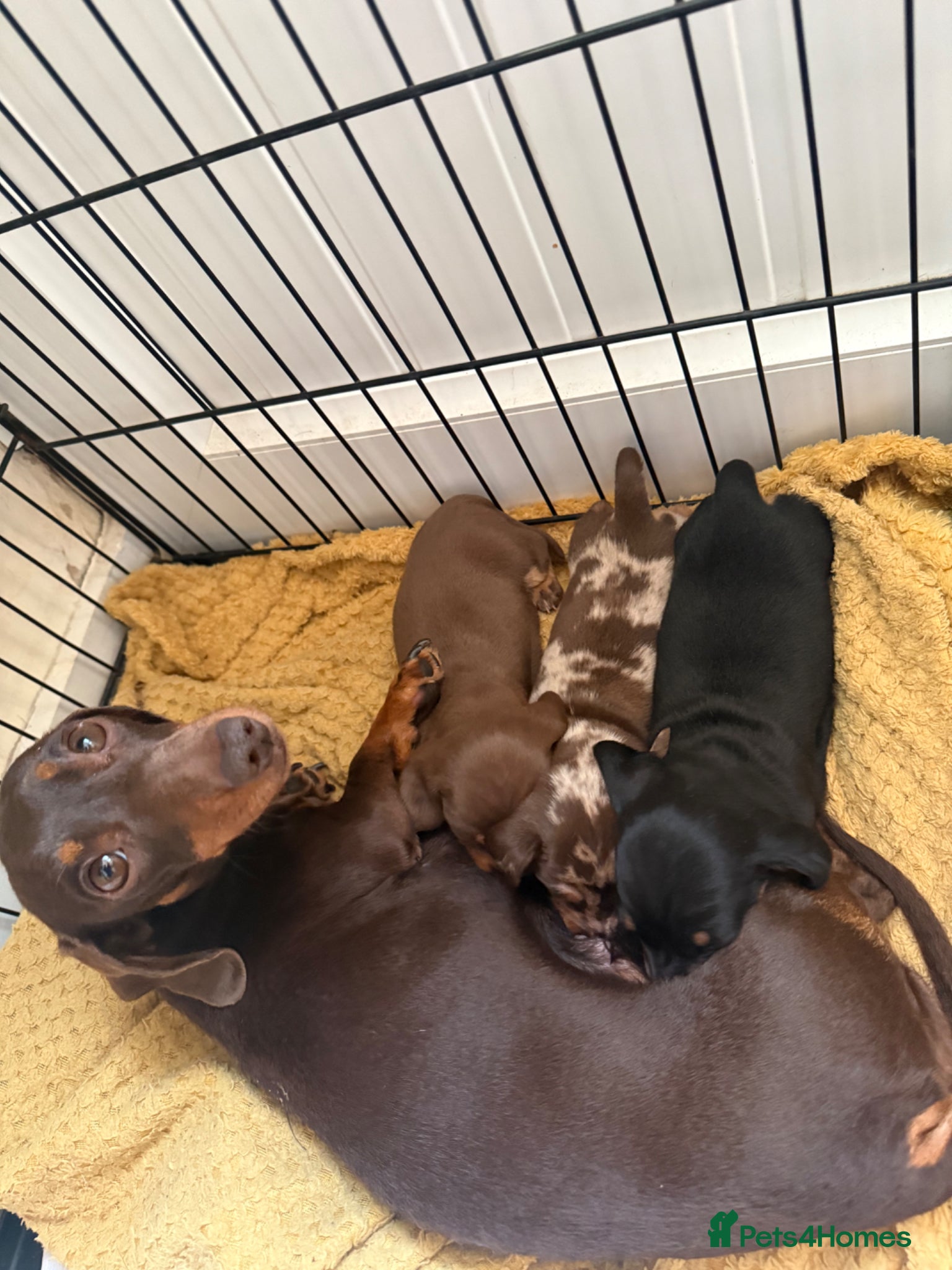 Miniature Dachshund dogs Miniature dashound brown and tan  - Advert 1