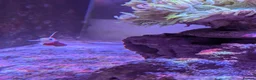 Other/Mixed Breed fish for sale: Marine fish  - Advert 4