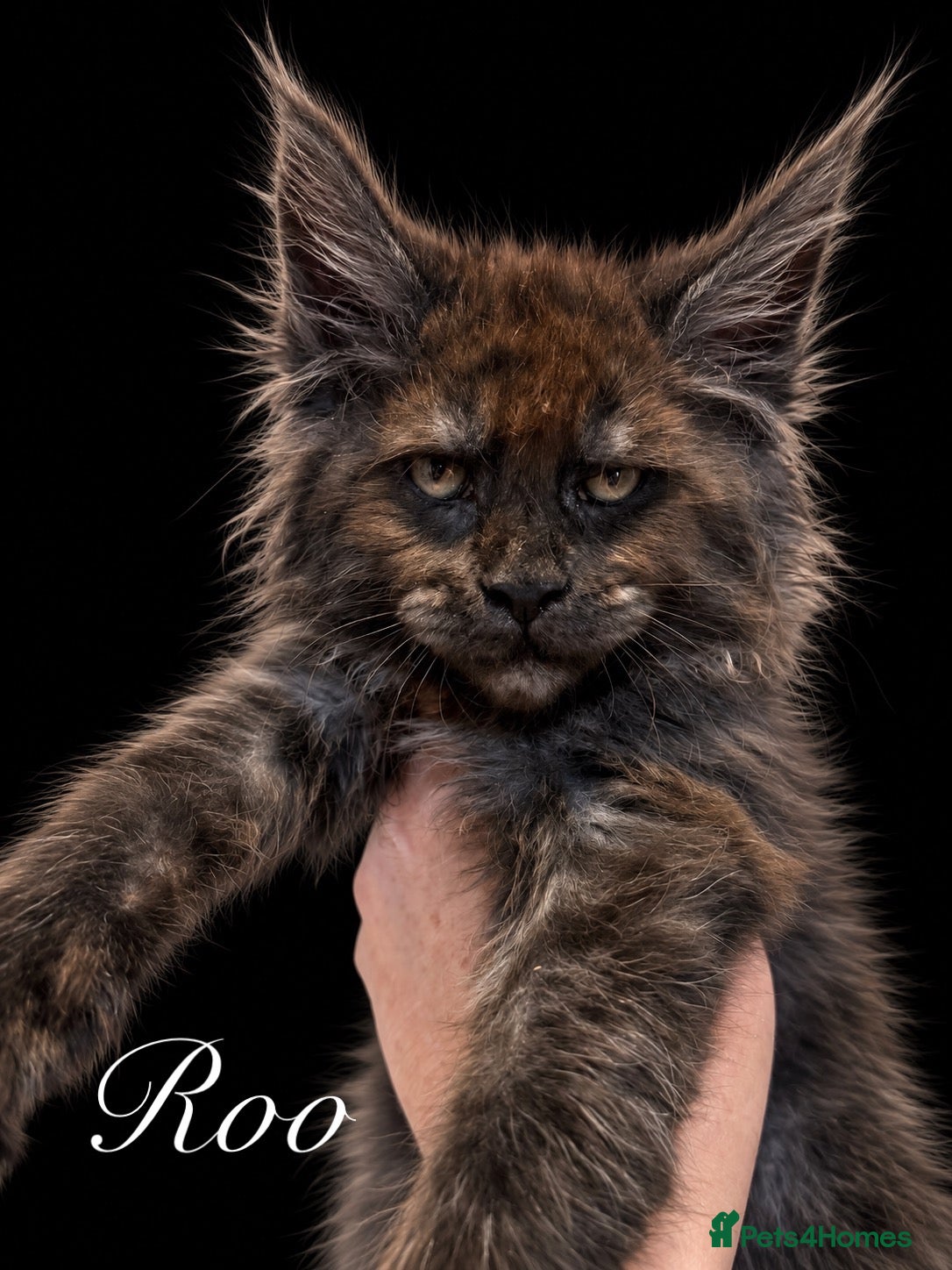 Maine Coon cats 9 STUNNING BLACK SMOKE MAINE COON CUBS  - Advert 2