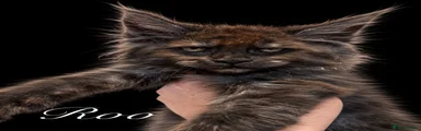 Maine Coon 9