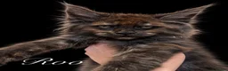 Maine Coon cats for sale: 9 STUNNING BLACK SMOKE MAINE COON CUBS  - Advert 29