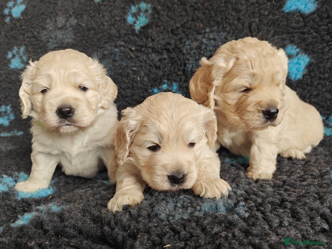 Mixed Breed dogs for sale: 🐾 Dakota Sports Retrievers 🐾 (Mini Retrievers)  - Image 8