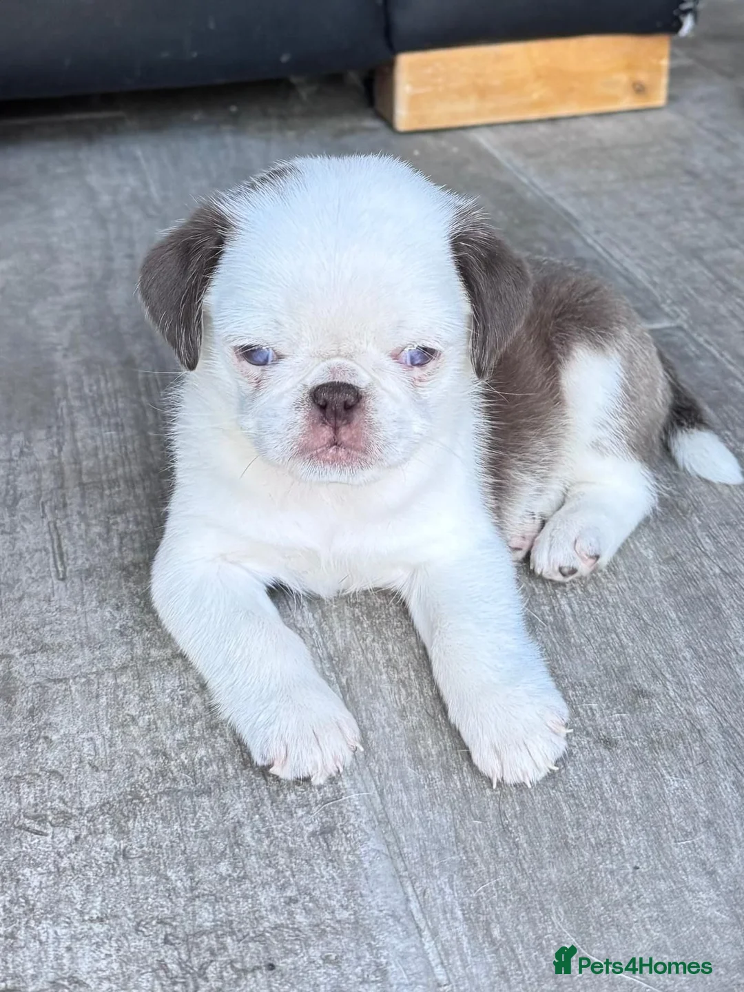 Pug dogs for sale: Beautiful Exotic Pug Puppies - Advert 2