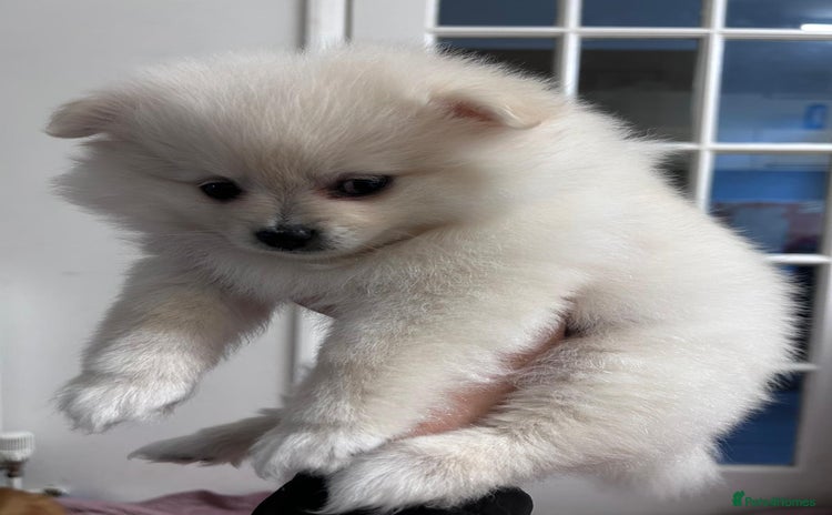 Pomeranian dogs - Advert 7