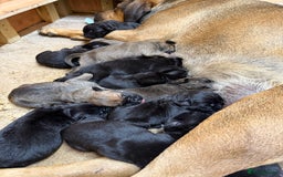 Cane Corso dogs for sale: Beautiful Cane Corso Puppies - Image 32