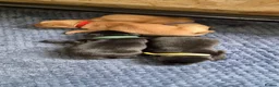 Labrador Retriever dogs for sale:  Labrador Retriever Puppies  KC Registered Parents - Advert 9