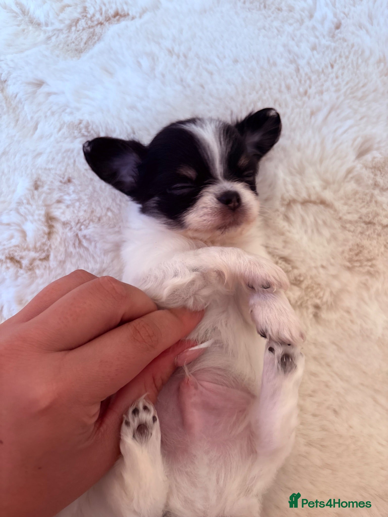 Chihuahua dogs 🩵Long Hair Chihuahua Boy💙 😍 - Advert 2