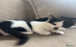 British Longhair cats for sale: Two black and white kittens for sale ,  - Image 6