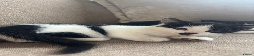 British Longhair Kitten 2