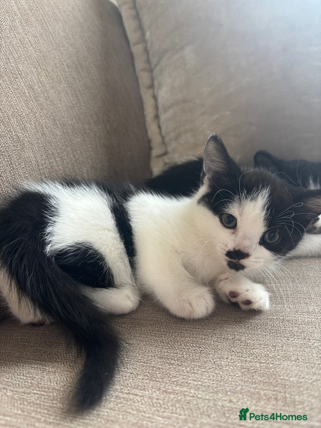 British Longhair cats for sale: Two black and white kittens for sale ,  - Image 6