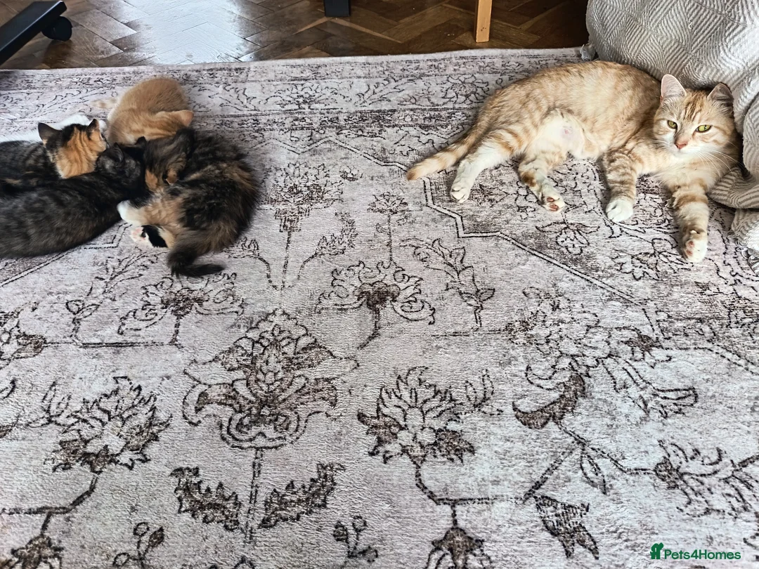Mixed Breed cats for sale: 2 gorgeous calico kittens - Advert 13