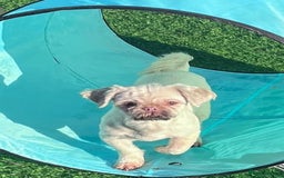Shih Tzu dogs for sale: Two Female Shihtzu  - Image 2