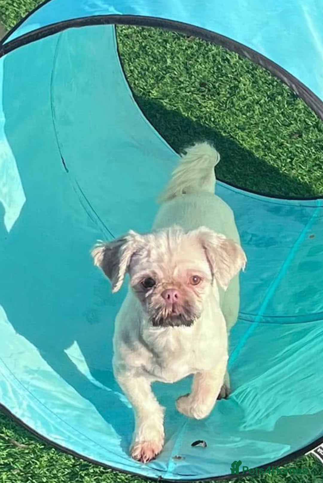 Shih Tzu dogs for sale: Two Female Shihtzu  - Image 2