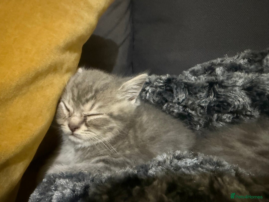 Scottish Fold cats for sale: Beautiful Scottish straight cross British shorts😍 - Image 16