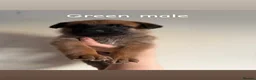 Belgian Shepherd Dog dogs for sale: Belgian Malinois Puppies  - Advert 3