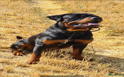 Rottweiler dogs for stud: Rottweiler stud avaliable  - Image 2