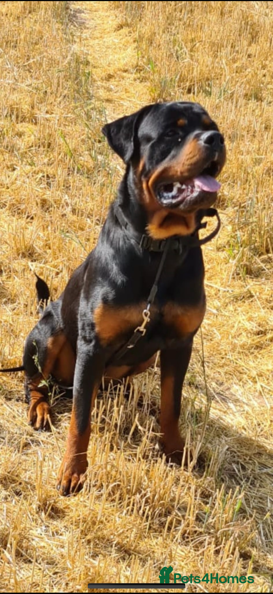 Rottweiler dogs for stud: Rottweiler stud avaliable  - Image 2
