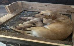 Labrador Retriever dogs for sale: Labrador puppies working or pet - Image 5
