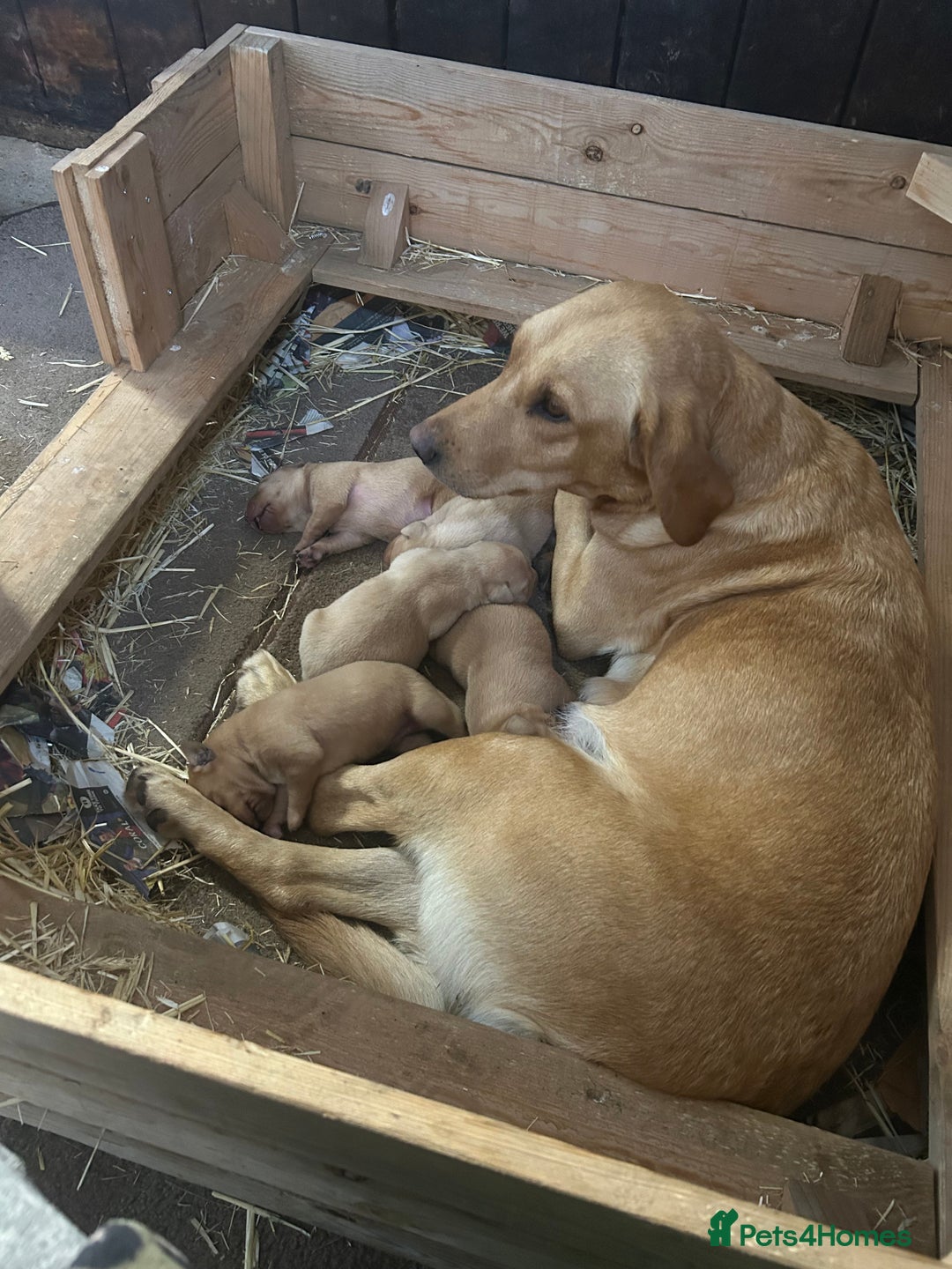 Labrador Retriever dogs for sale: Labrador puppies working or pet - Image 5