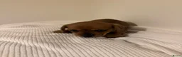 Mixed Breed dogs for sale: Miniature Dachshund x Maltese  - Advert 6