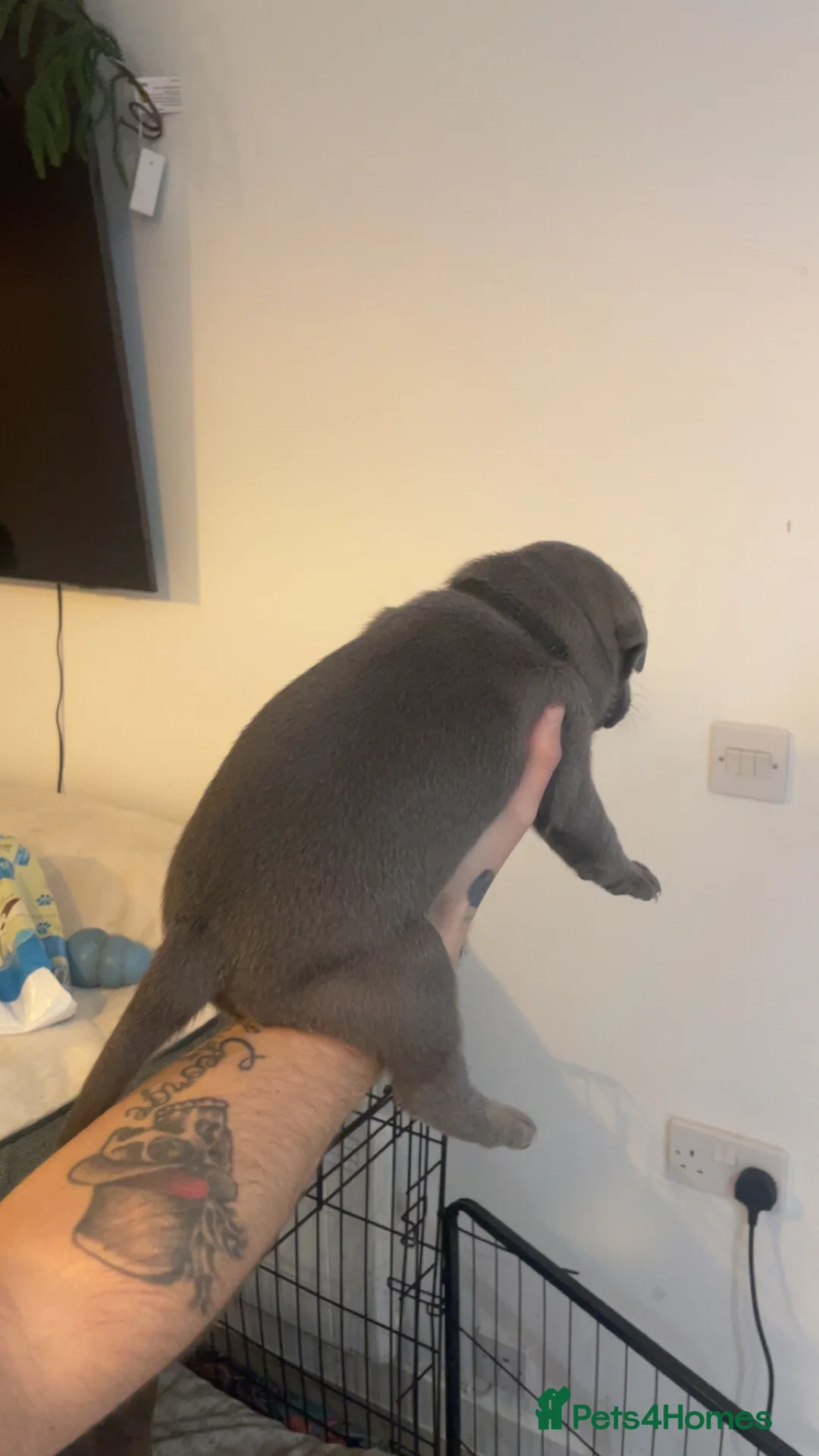 Staffordshire Bull Terrier dogs for sale: Blue staffie puppies   - Advert 31