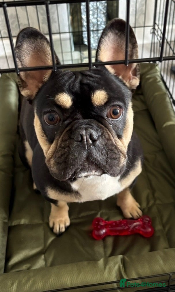 Mixed Breed dogs French bulldog x chihuahua babies  - Advert 9