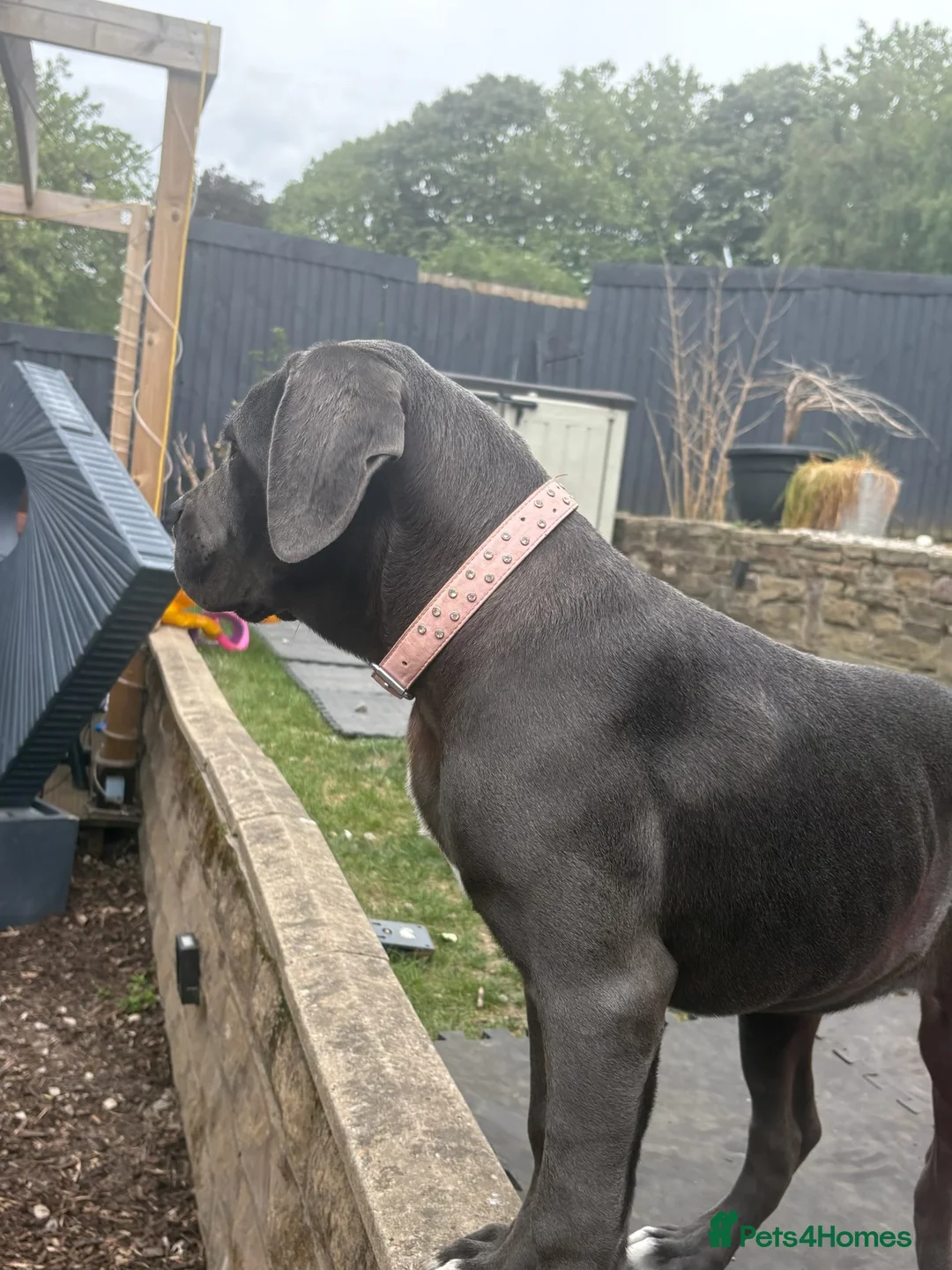 Cane Corso dogs for sale: Female Cane corso in Wakefield - Advert 2