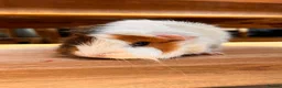 Guinea Pig rodents for sale: Guinea pigs  - Advert 1