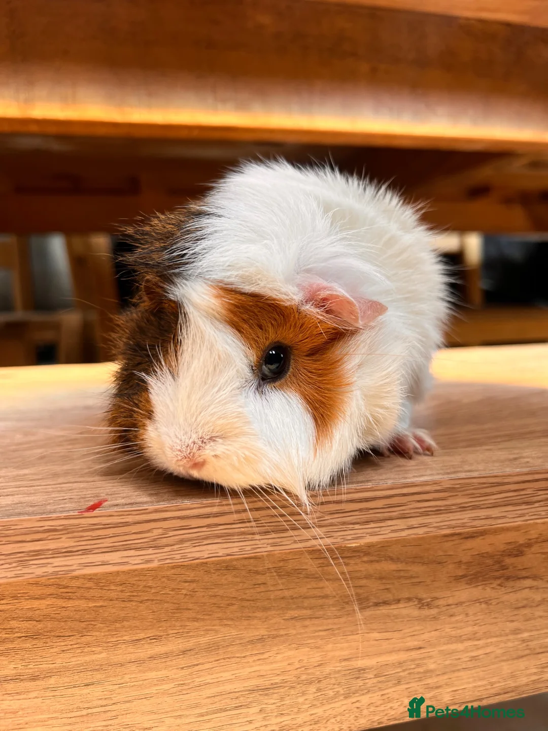Guinea Pig rodents for sale: Guinea pigs  - Advert 1