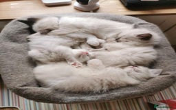 Ragdoll cats for stud: Active Gccf Blue bi Ragdoll in Grantham - Image 12