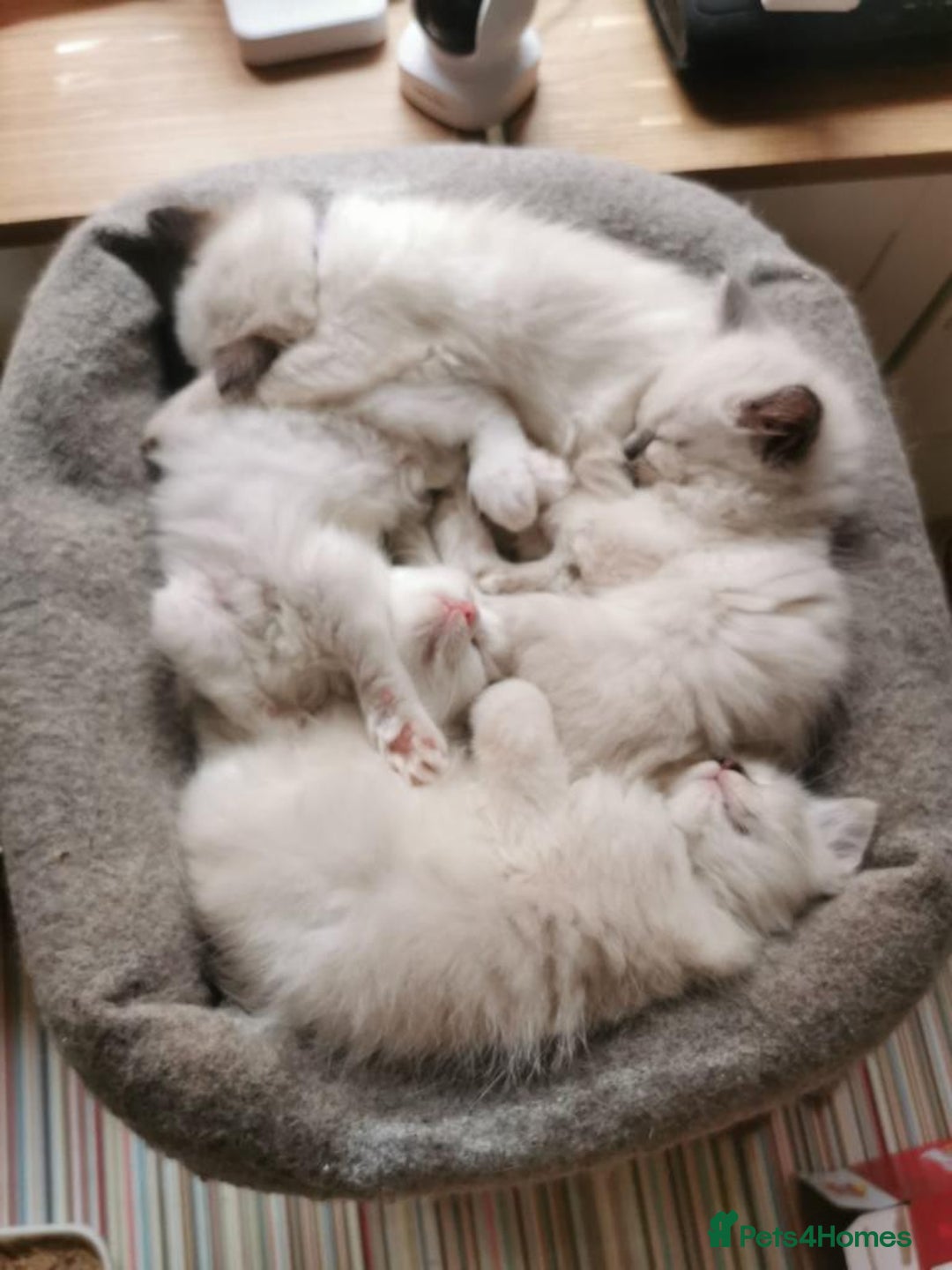 Ragdoll cats for stud: Active Gccf Blue bi Ragdoll in Grantham - Image 12