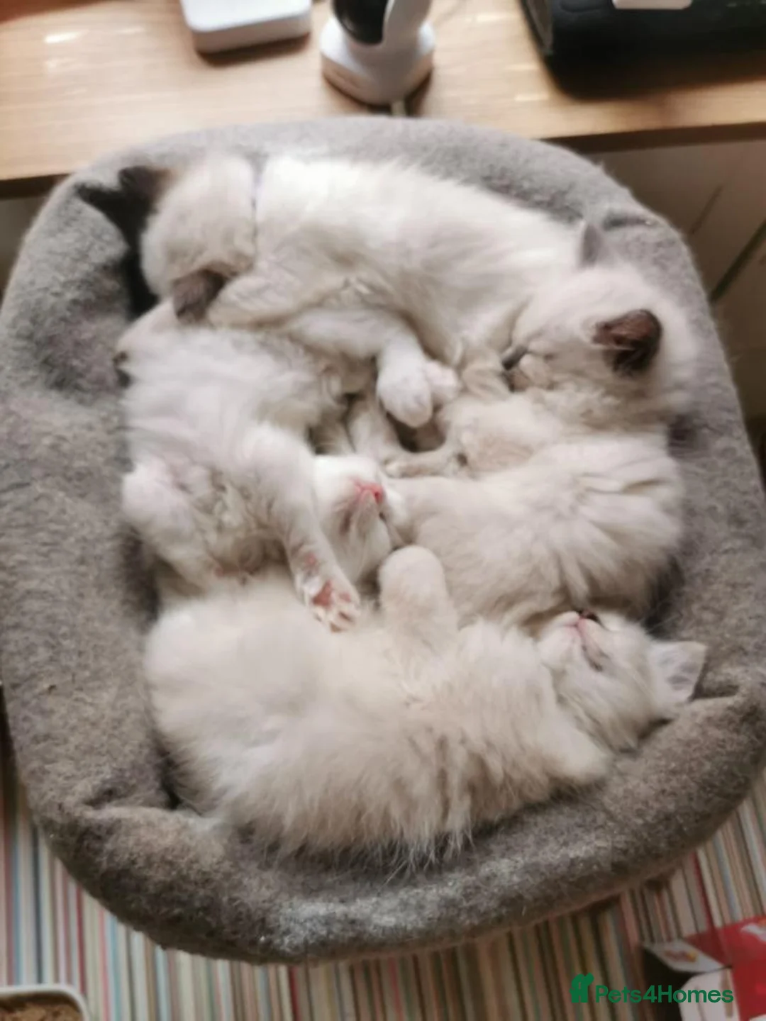 Ragdoll cats for stud: Active Gccf Blue bi Ragdoll in Grantham - Advert 12