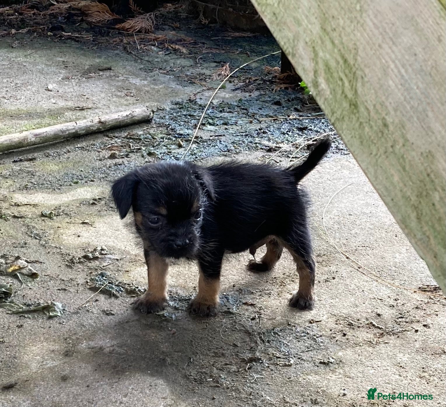 Border Terrier dogs Male border available - Advert 12