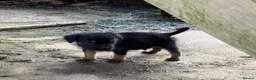 Border Terrier dogs for sale: Male border available - Advert 4