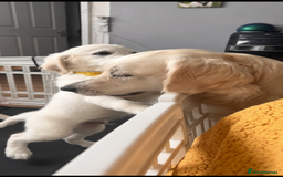 Golden Retriever dogs for sale: Only 2 left!Fully vaccinated !£1000 - Image 21