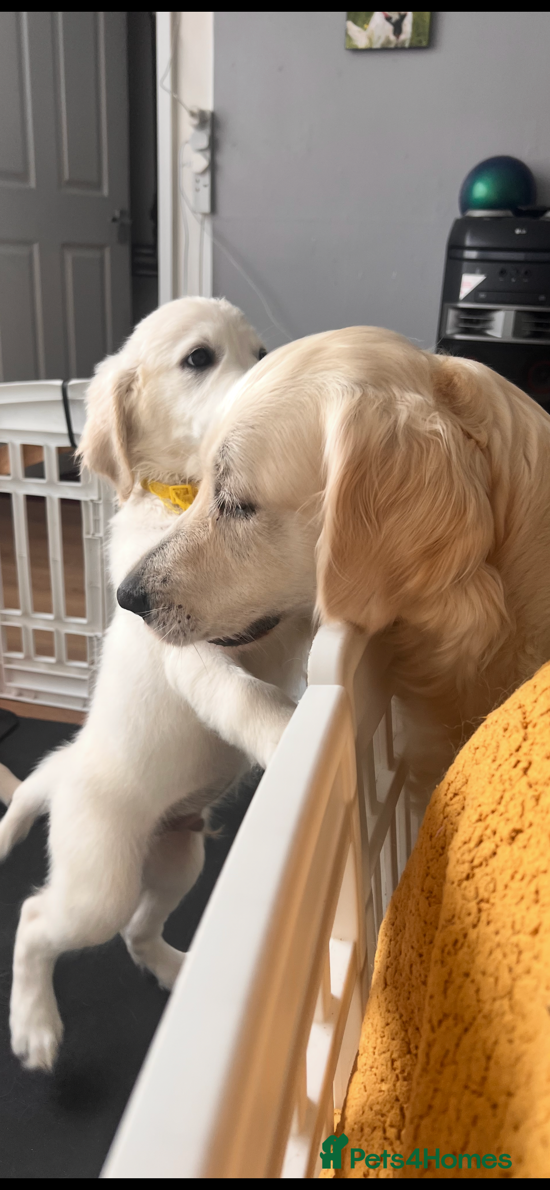 Golden Retriever dogs for sale: Only 2 left!Fully vaccinated !£1000 - Image 21