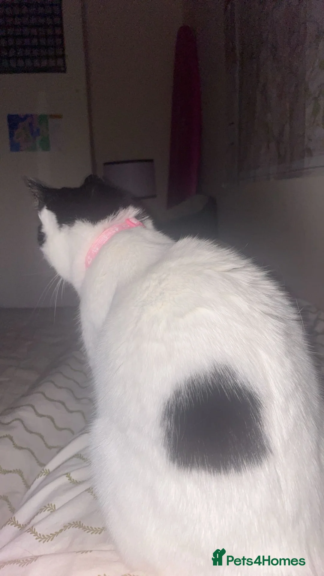 Mixed Breed cats for sale: My little lady  - Advert 2
