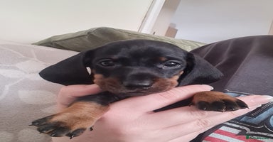 Miniature Dachshund dogs - Advert 11